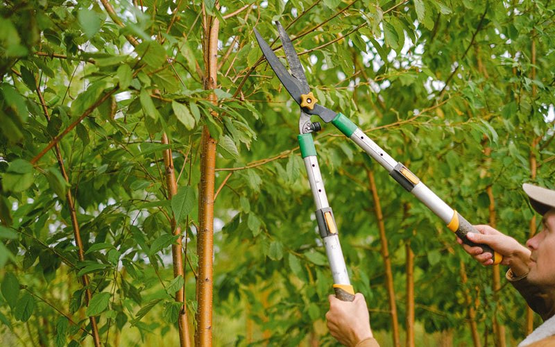 Tree trimming in Saddle Brook, NJ
